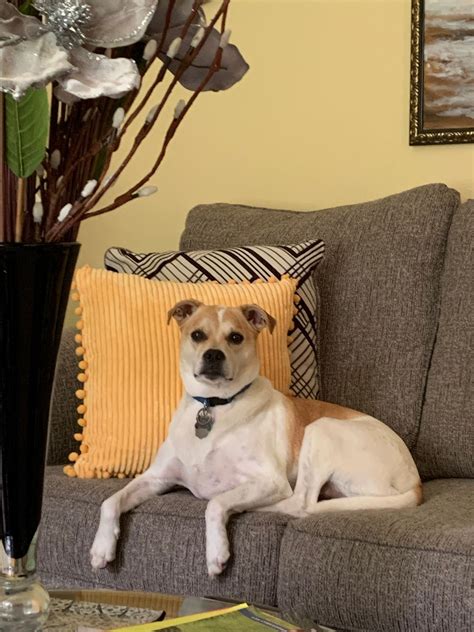 Dog Footprint Christmas Ornaments, 1215 9th St, Marinette, WI 54143 ...