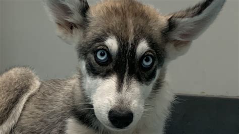 Priscilla - 15/10 Foundation