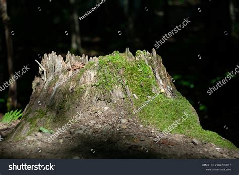 Living Forest Rivers Animals Complete Creators Stock Photo 2207296057 ...