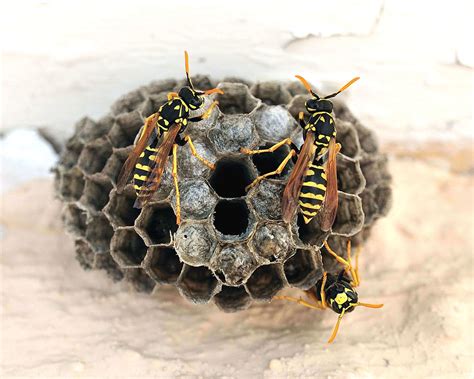 What’s Inside A Wasp Nest? - iPest Solutions | Waco, San Antonio ...