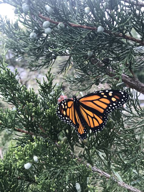 Monarch Butterfly Host Plants