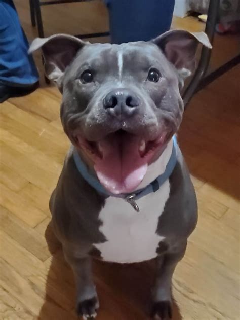 Image result for Terrifying Pit Bull