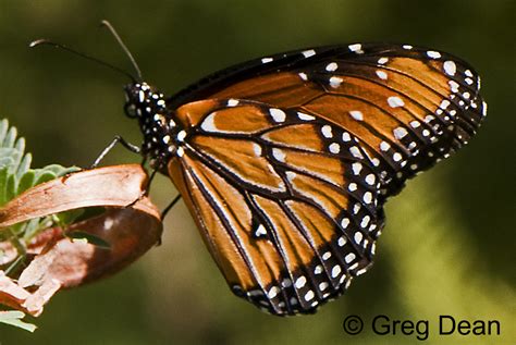 Danaus Gilippus