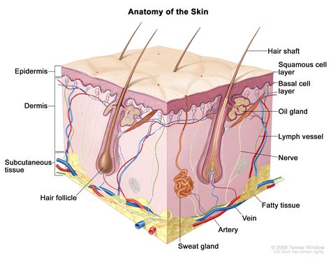 Image result for How Skin Cancer Forms