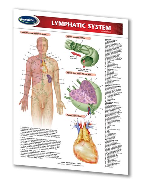 Lymphatic System Anatomy