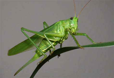 Picture of a colorful grasshopper - About Wild Animals