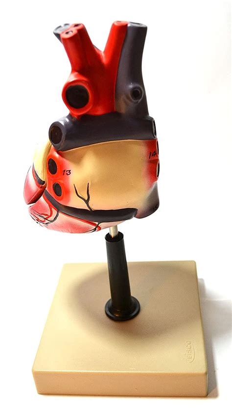 Buy Eisco Labs Life Size Human Heart Model on Base; 2 Parts Online at ...