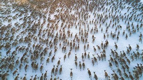 How Climate Change Affects Animal Migration in the Arctic - De Gruyter Conversations