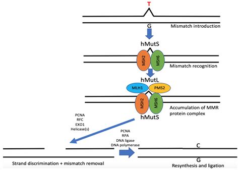 Lynch Syndrome: Its Impact on Urothelial Carcinoma