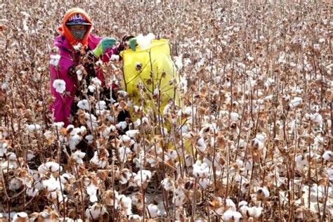棉花的种植过程 - 农敢网