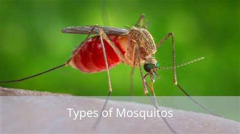 40 Types of Mosquitos (Pictures And Identification)