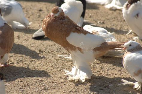 仿真鸽子摆件白鸽道具飞翔鸽婚庆装饰动物模型鸟类标本和平鸽模型-阿里巴巴
