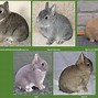 Image result for Agouti Rabbit Color