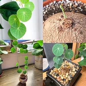 Thai Stephania Erecta Live Bulb | Exotic Miniature Caudex Houseplant ...