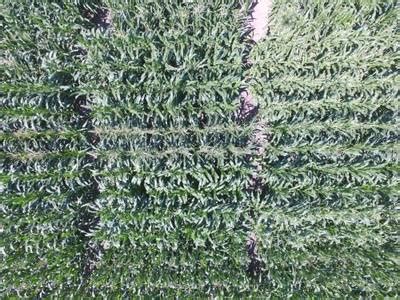 Maize Tassel Detection - Dataset Ninja