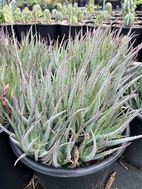 Aloe Blue Elf Cluster Live Plant Large With Pups - Etsy