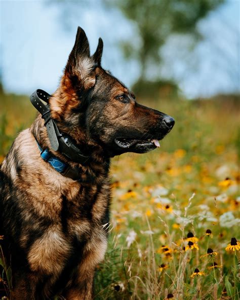 E-Collar Review of Dogtra 1900S Boost and Lock — Jakoba German Shepherds