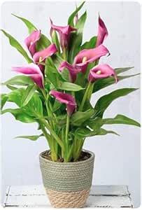 Punarva Live Rare Peace lily Plant Spathe-leaf Plant : Amazon.in ...