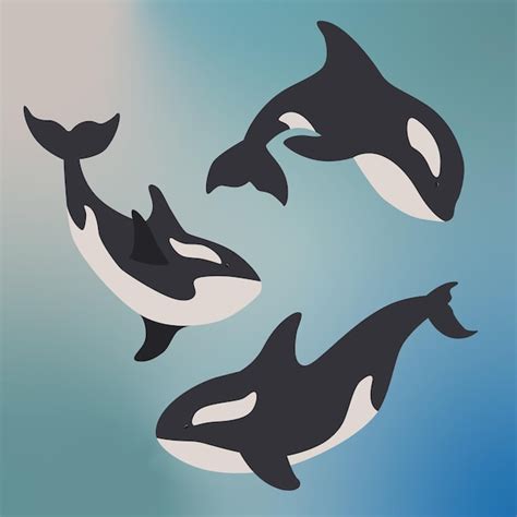 Vector assets orca | Premium Vector