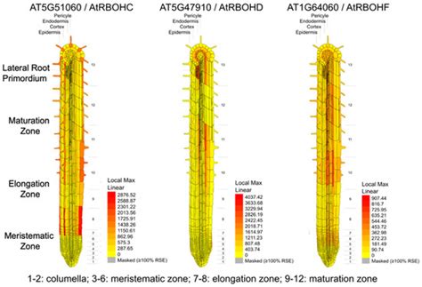 Role of Abscisic Acid, Reactive Oxygen Species, and Ca2+ Signaling in ...