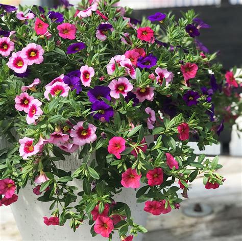 Calibrachoa From Seed