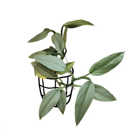 hastatum_b23f5ea4-9d07-4fb5-9f2d-2e25ccf8d72a.jpg?v=1578416752