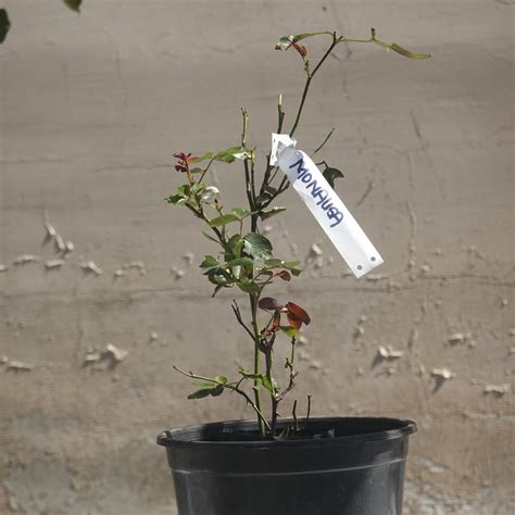 Mainaam Garden | The Best Rose Varieties | Cymbidium Orchids