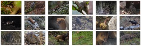 Mammal Photography Tours and Mammal Expedition Photo Tours in Sikkim ...