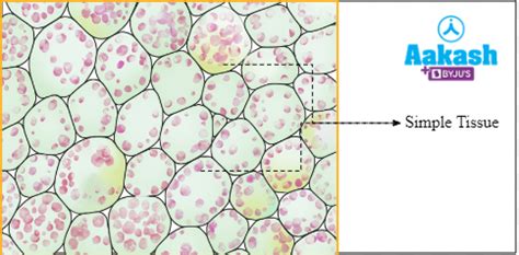 Plant Tissues: Types, Structure and Function, Practice Problems and ...