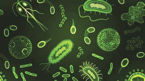 NCERT Solutions for Class 8 Science - Microorganisms- Friend and Foe