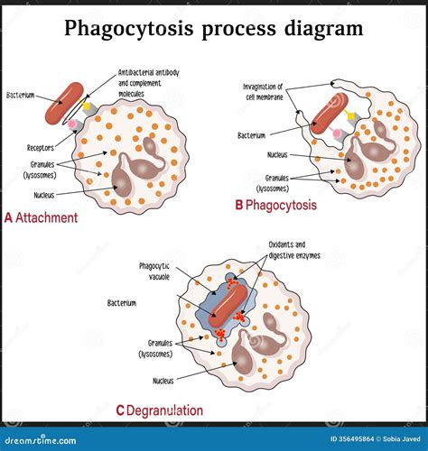 Mechanism Of Phagocytosis