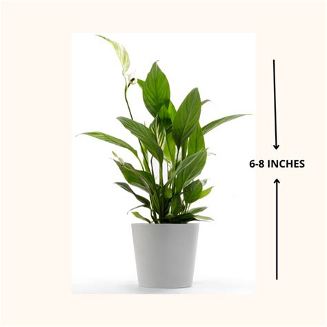 Peace Lily Plants - Small – Gardengram