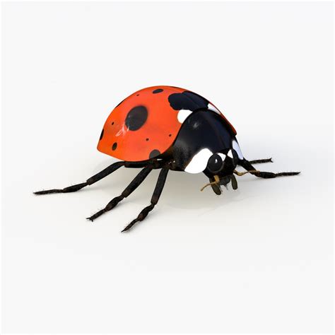 Image result for Ladybug Realistic