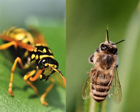 Differences Between Hornets And Wasps Why Are Wasps So Aggressive In
