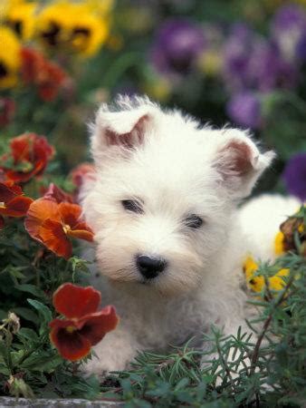'Three West Highland Terrier / Westie Puppies in a Basket' Photographic Print - Adriano Bacchella | AllPosters.com