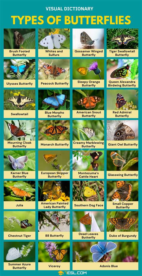 Types Of Butterflies Pictures [2025]