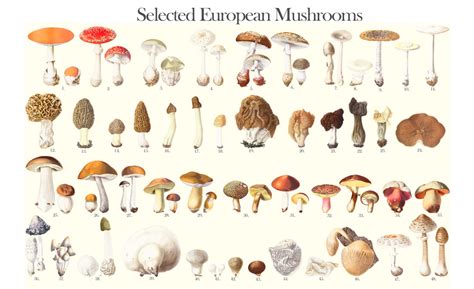 Types Of Fungi Mushrooms
