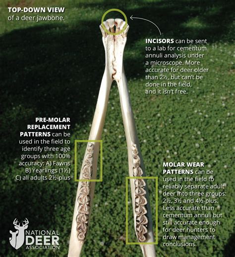 Aging Deer In The Field Deer Hunting: Estimating A Buck's Age