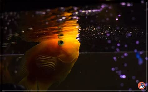 Fish Swim 的图像结果