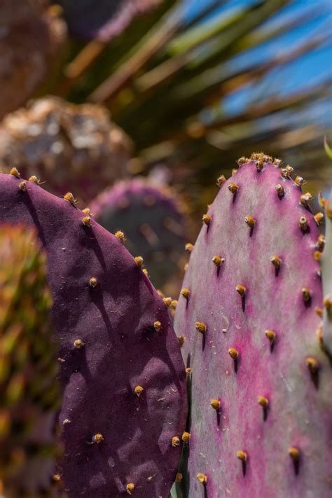 Santa Rita Prickly Pear — Cactus World