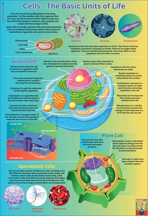 Biology - Animal CellAnimal Cell Nuclear pores allow materials to pass ...