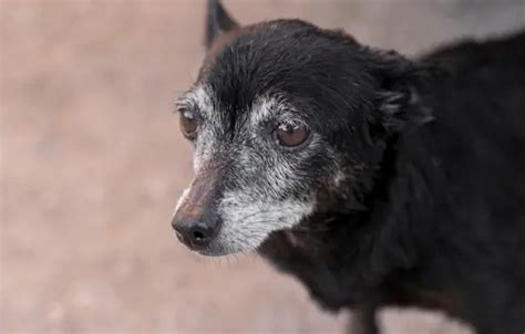 Dog Tumour: 11 Early Warning Signs of Cancer to look out for!