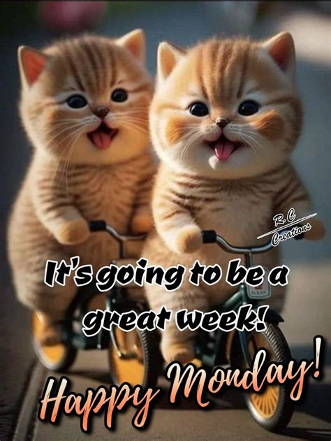 HAPPY MONDAY ️ in 2024 | Happy monday funny, Beautiful good night ...