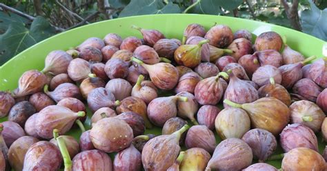 Cooking School: Fig season is finally here, and how sweet it is!