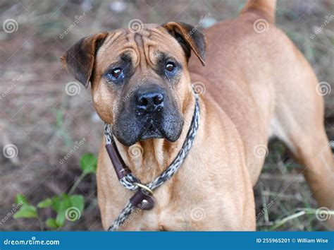 Pitbull Boxer Bullmastiff Mix