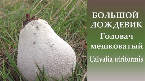 Большой дождевик. Головач мешковатый. - YouTube