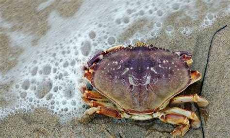 Dungeness Crab Market Prices in 2024: What to Expect When Buying - A-Z ...
