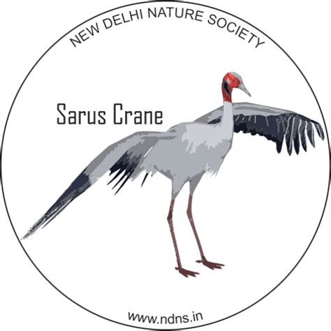 SARUS CRANE (sticker) - New Delhi Nature Society