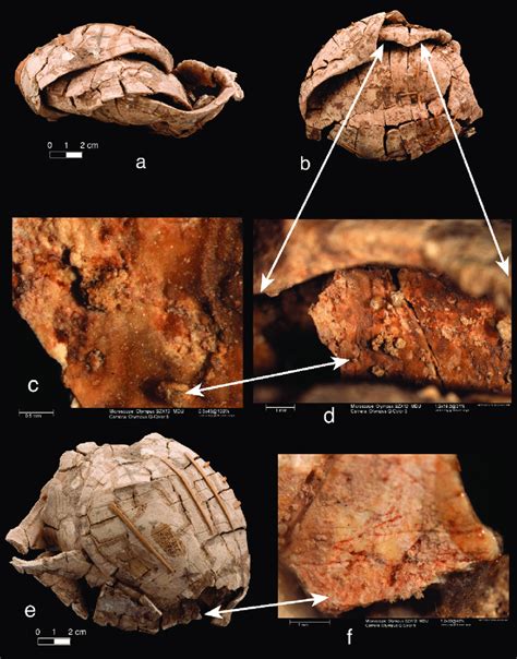 Image result for Turtle Inside Shell Cross Section