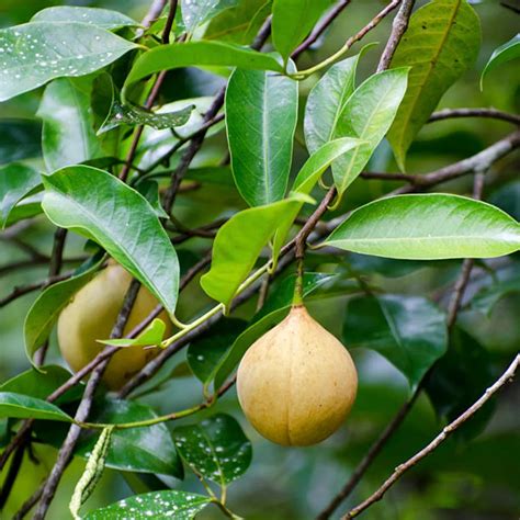 Nutmeg Tree,Jaathi Plant – Wayanadan Touch Garden